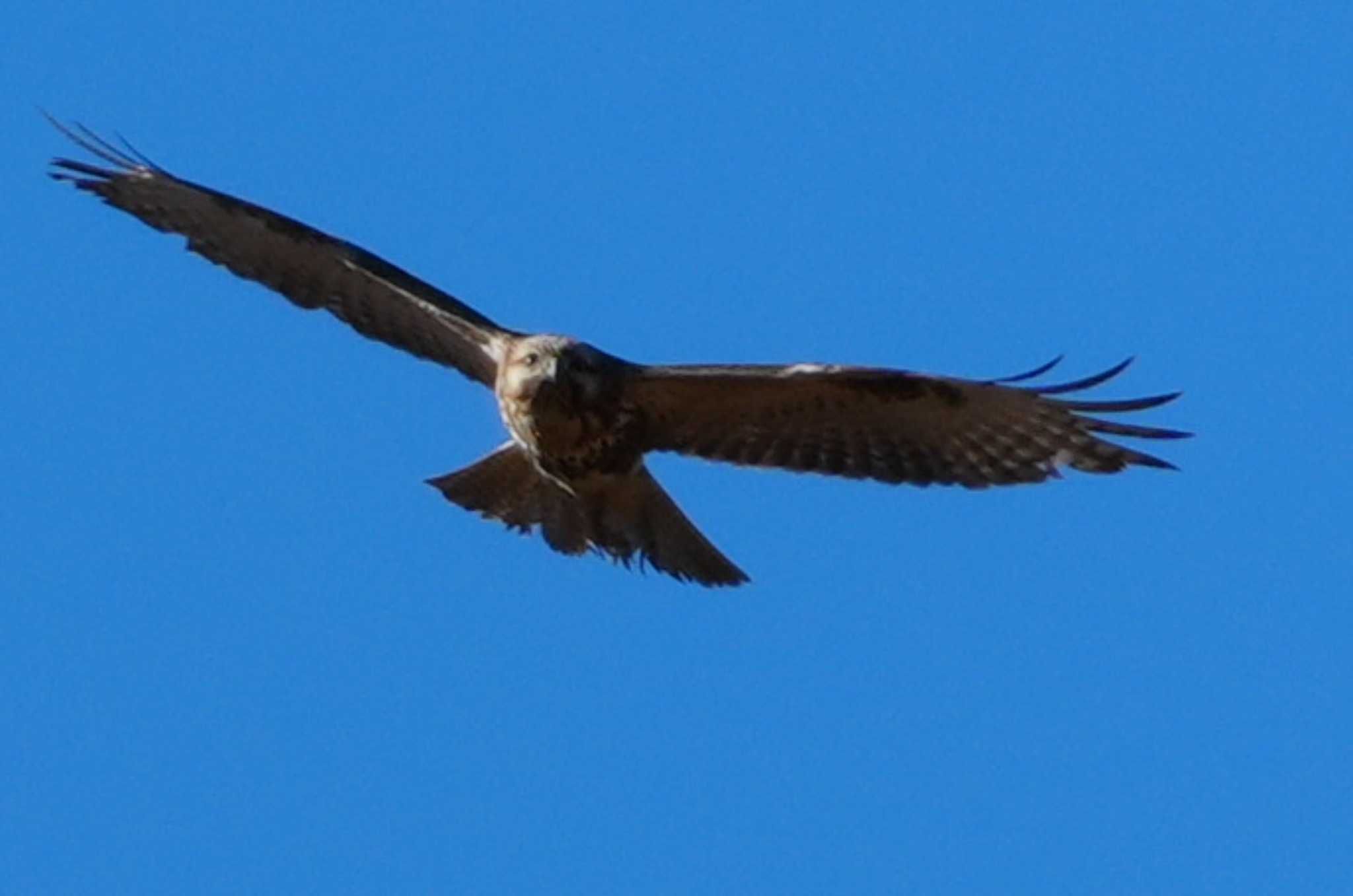 Eastern Buzzard