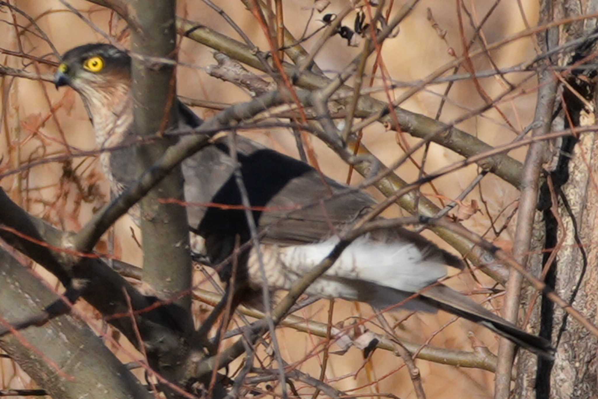 Eurasian Sparrowhawk