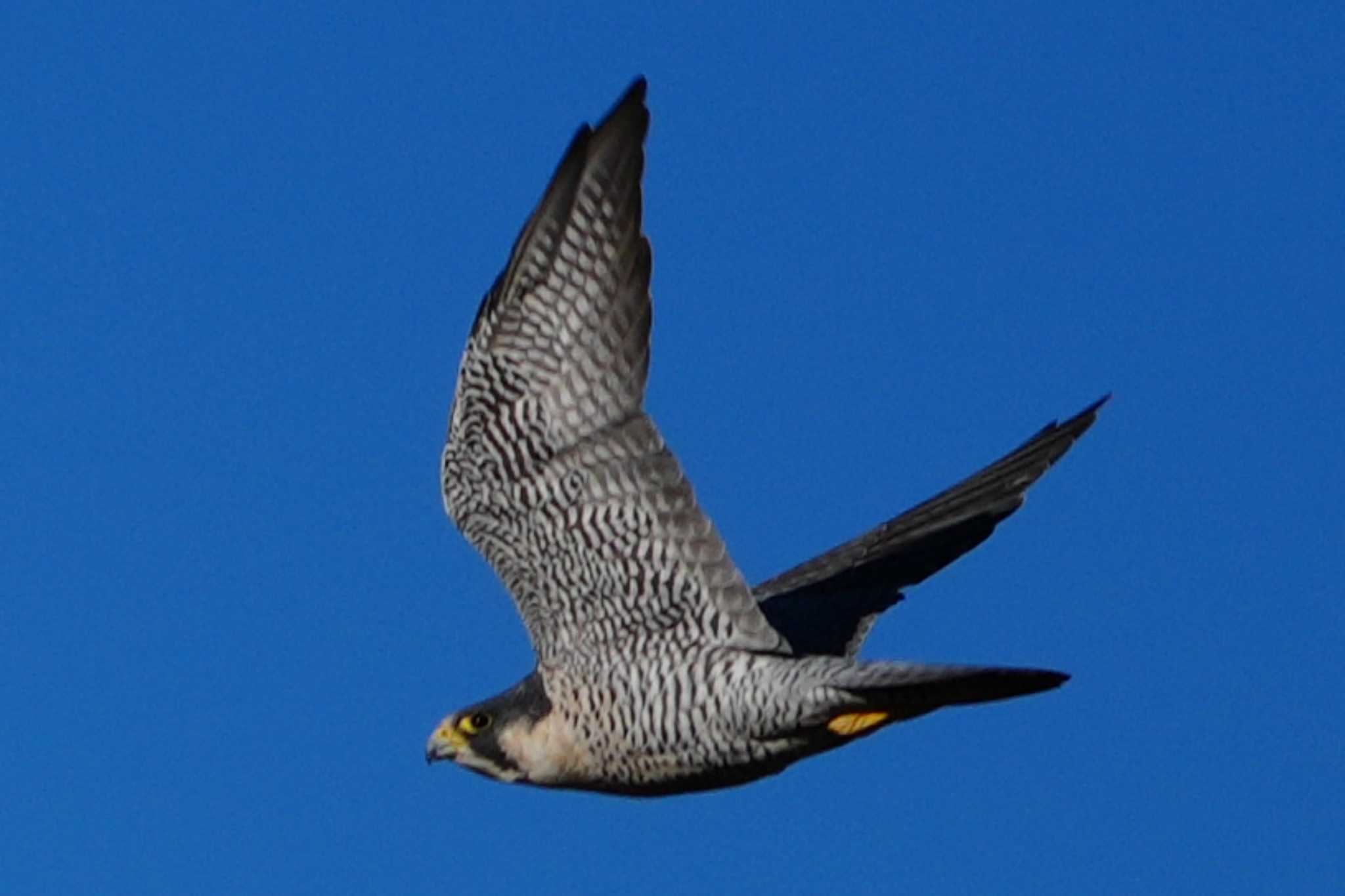 Peregrine Falcon