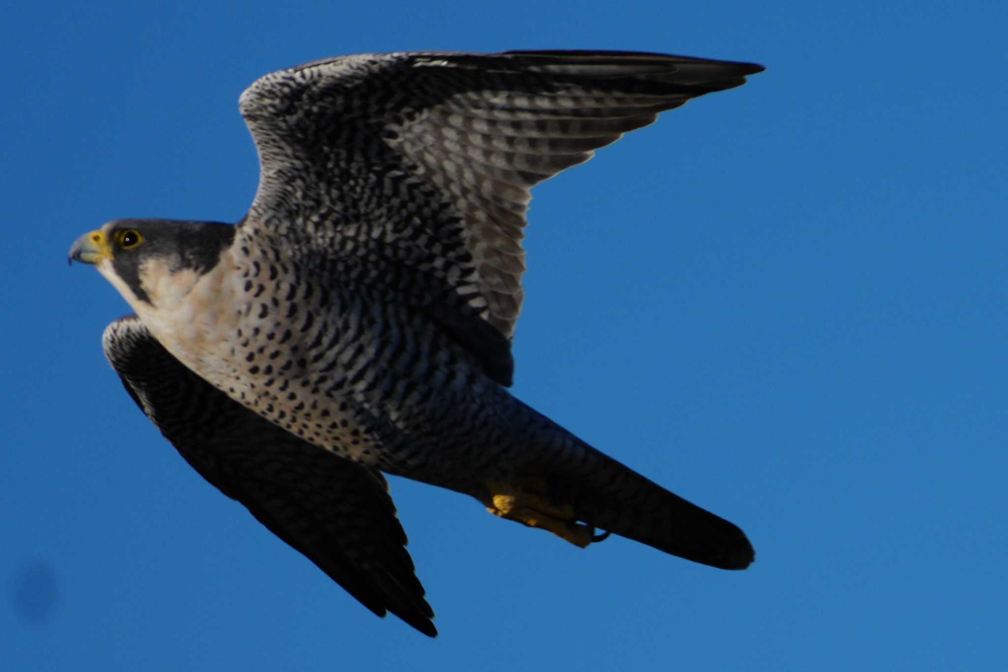 Peregrine Falcon