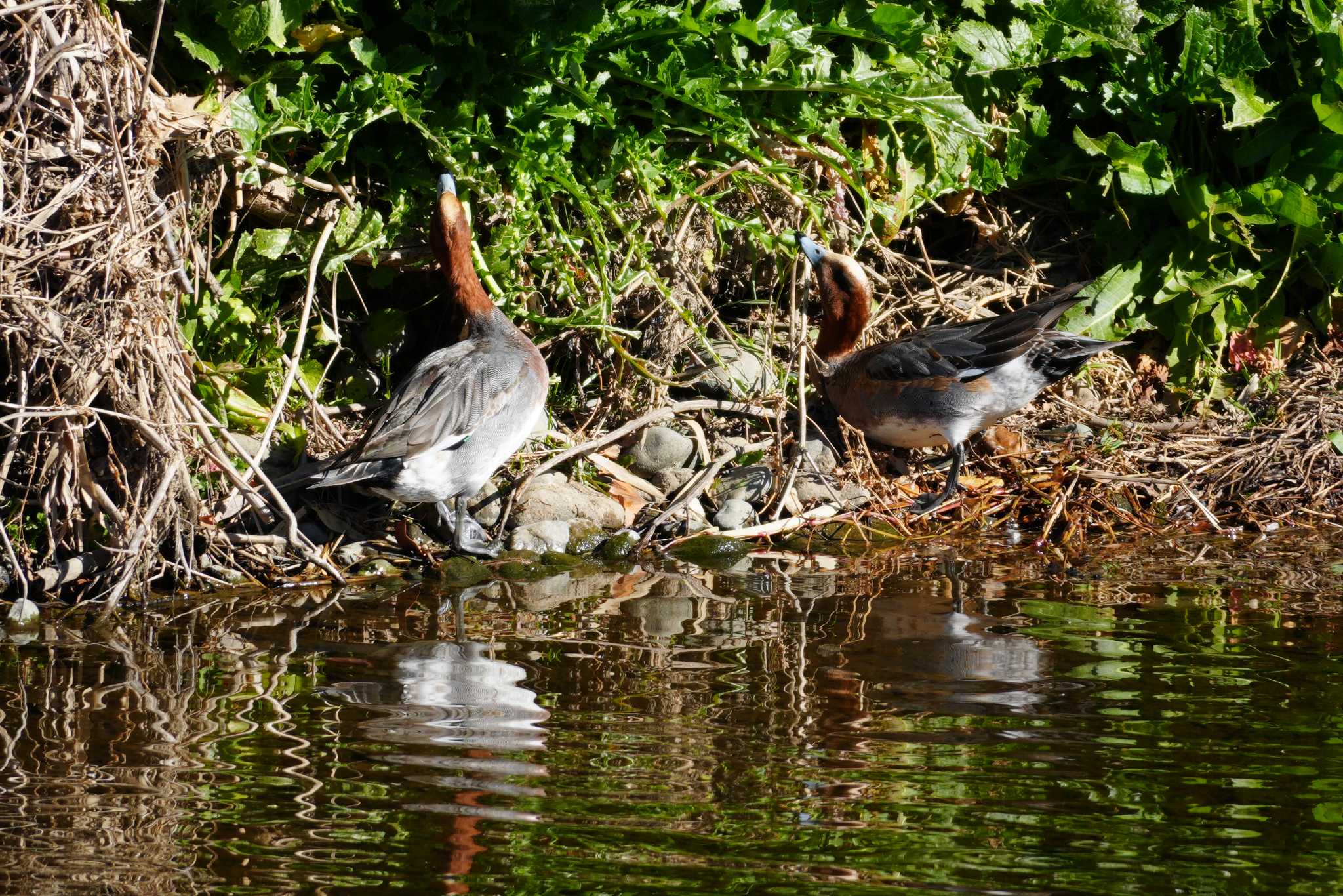 Eurasian Wigeon