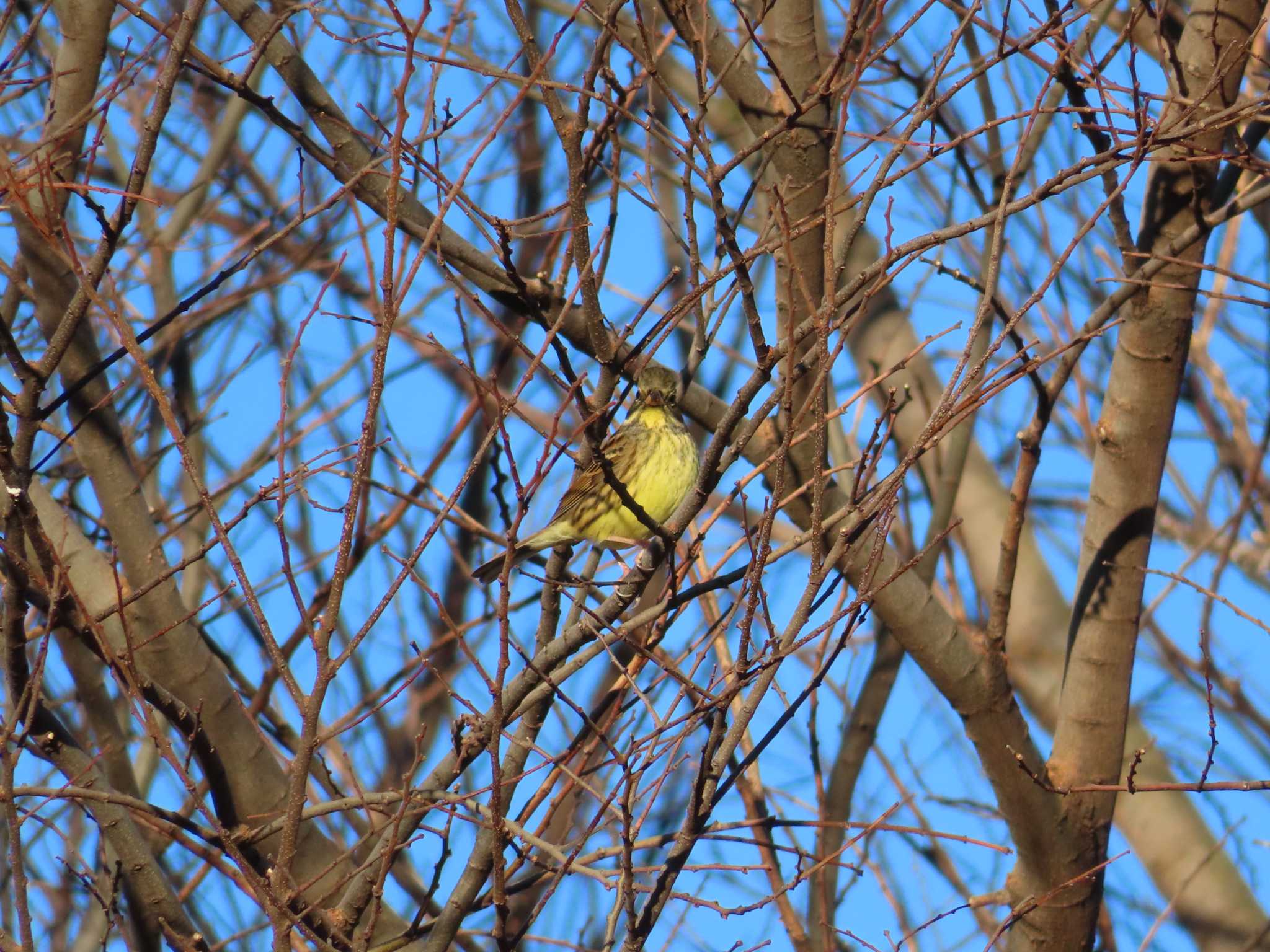 Masked Bunting