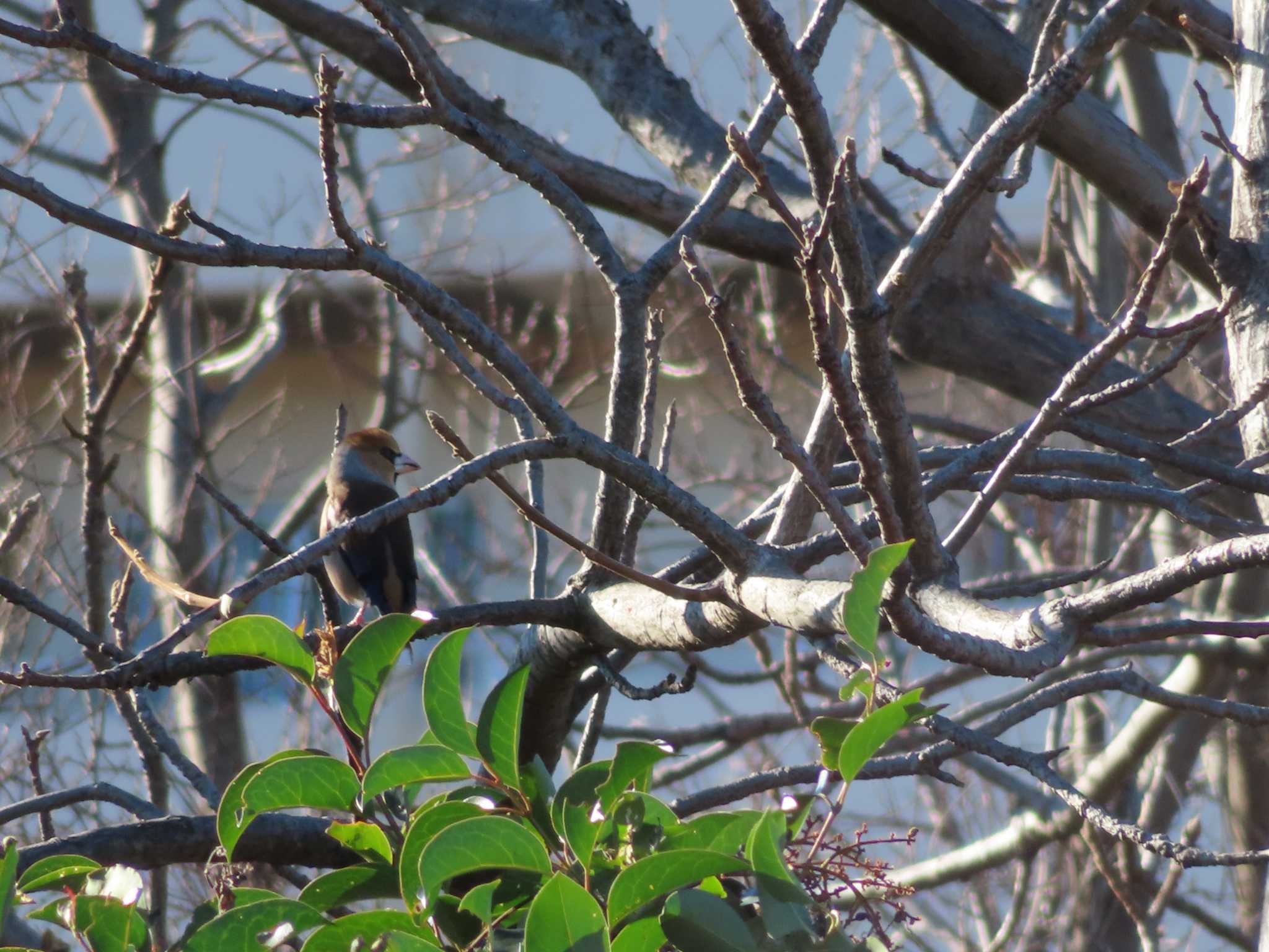 Hawfinch