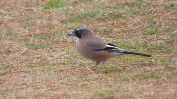 2024年1月3日(水) 種差海岸(青森県八戸市)の野鳥観察記録