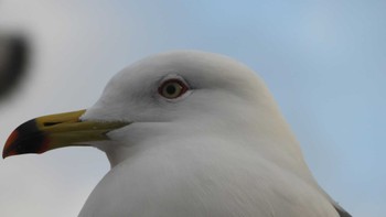 ウミネコ 蕪島(青森県) 2024年1月3日(水)