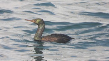 Pelagic Cormorant 蕪島(青森県) Wed, 1/3/2024