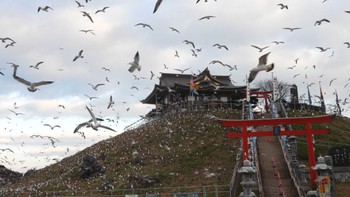 ウミネコ 蕪島(青森県) 2024年1月3日(水)