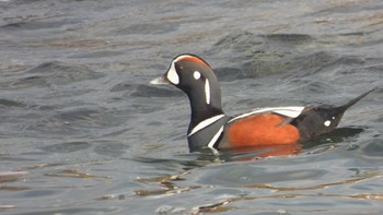 Harlequin Duck 蕪島(青森県) Wed, 1/3/2024