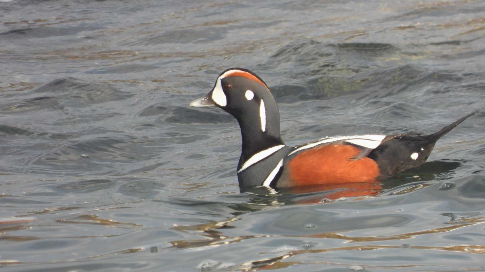 Photo of Harlequin Duck at 蕪島(青森県) by 緑の風