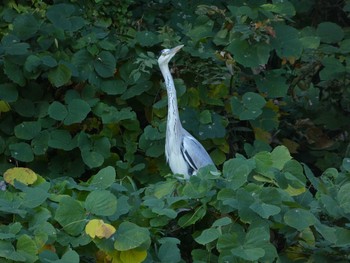 2018年11月3日(土) 境川(境橋付近)の野鳥観察記録