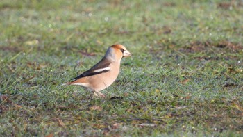 Sat, 1/6/2024 Birding report at おいらせ町いちょう公園(青森県おいらせ町)