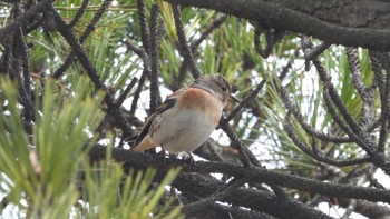 Brambling 種市海岸 Sun, 1/7/2024