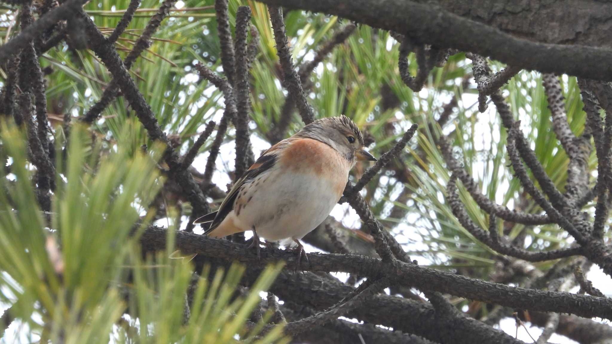 Photo of Brambling at 種市海岸 by 緑の風