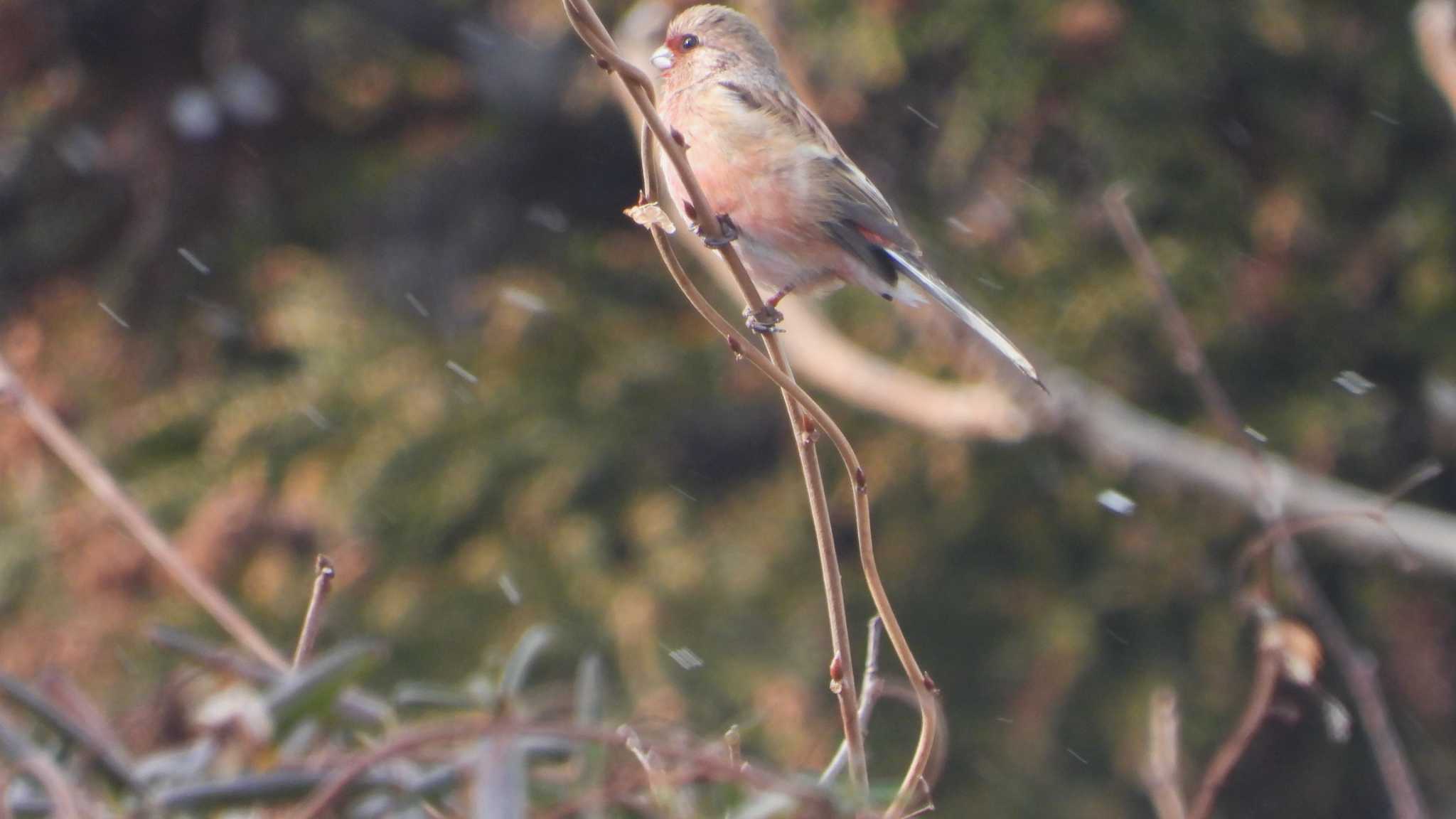 Photo of Siberian Long-tailed Rosefinch at 種市海岸 by 緑の風