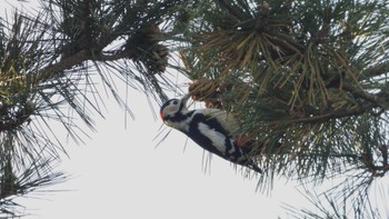 Great Spotted Woodpecker 種市海岸 Sun, 1/7/2024