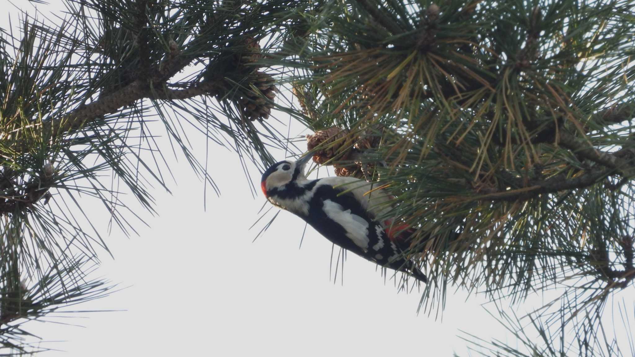 Photo of Great Spotted Woodpecker at 種市海岸 by 緑の風