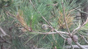 Goldcrest 種市海岸 Sun, 1/7/2024