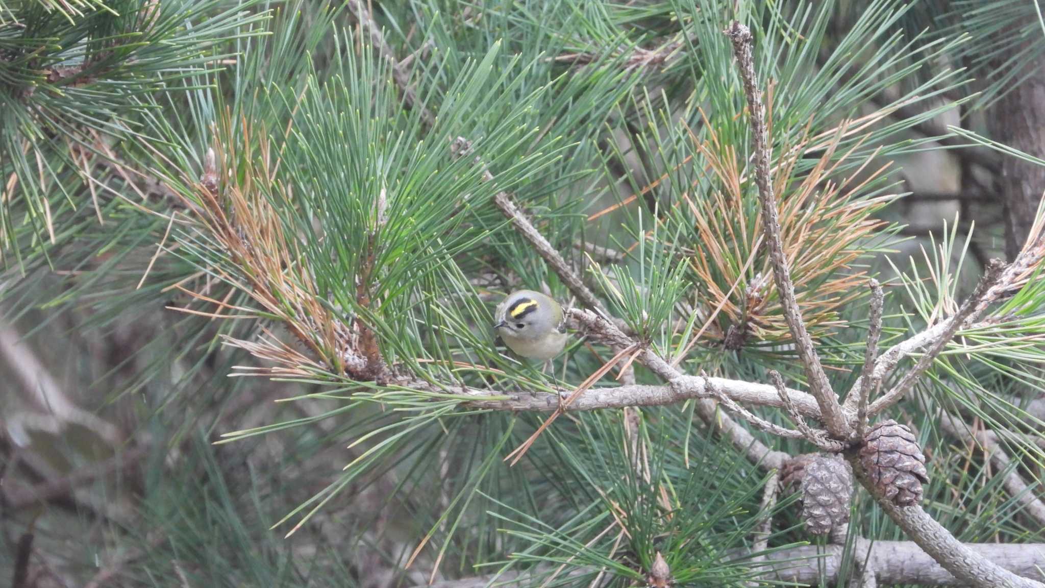 Photo of Goldcrest at 種市海岸 by 緑の風