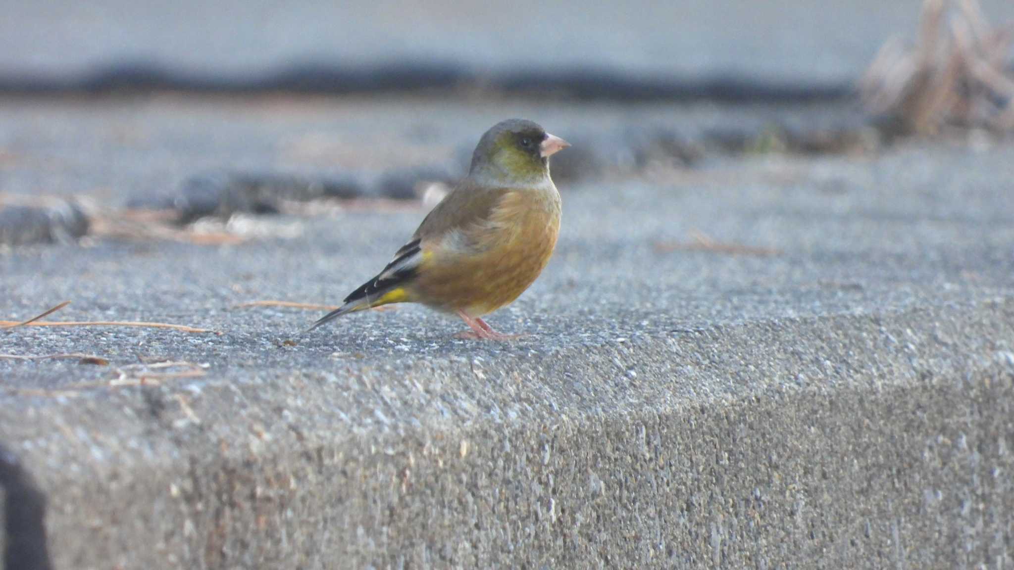 Grey-capped Greenfinch