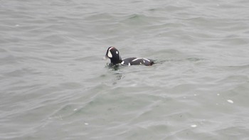 Harlequin Duck 種市海岸 Sun, 1/7/2024