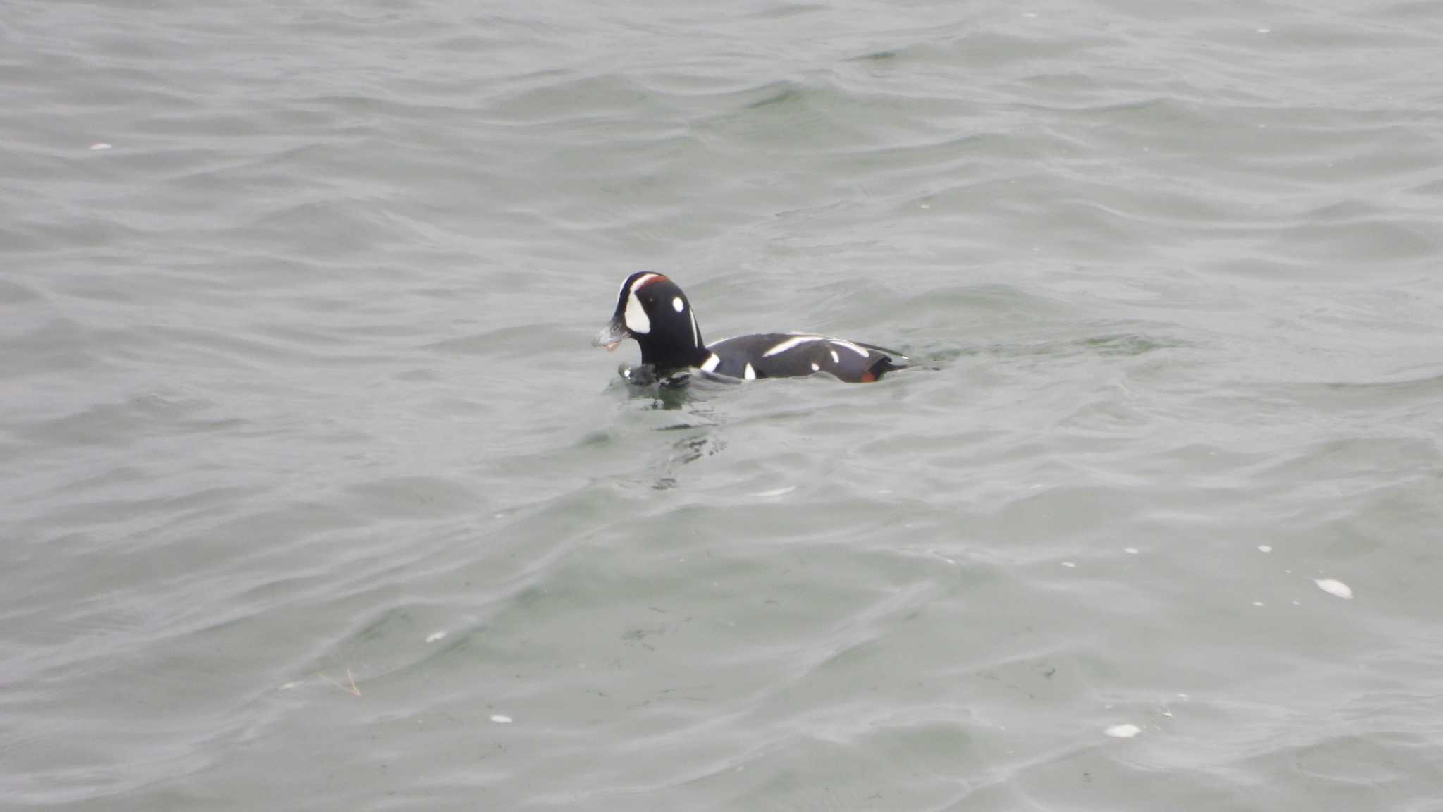 Harlequin Duck