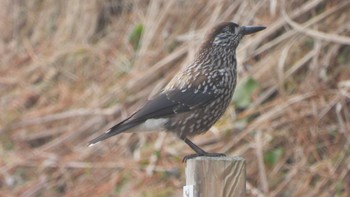 2024年1月7日(日) 種市海岸の野鳥観察記録