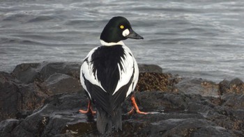 ホオジロガモ 蕪島(青森県) 2024年1月3日(水)