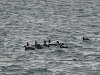 Harlequin Duck 石狩東埠頭 Mon, 1/8/2024