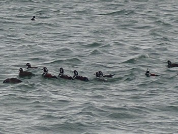 Harlequin Duck 石狩東埠頭 Mon, 1/8/2024