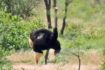 Somali Ostrich