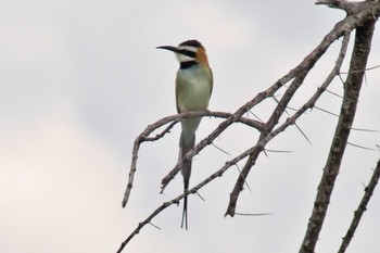 White-throated Bee-eater