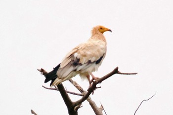 Egyptian Vulture Amboseli National Park Fri, 12/29/2023