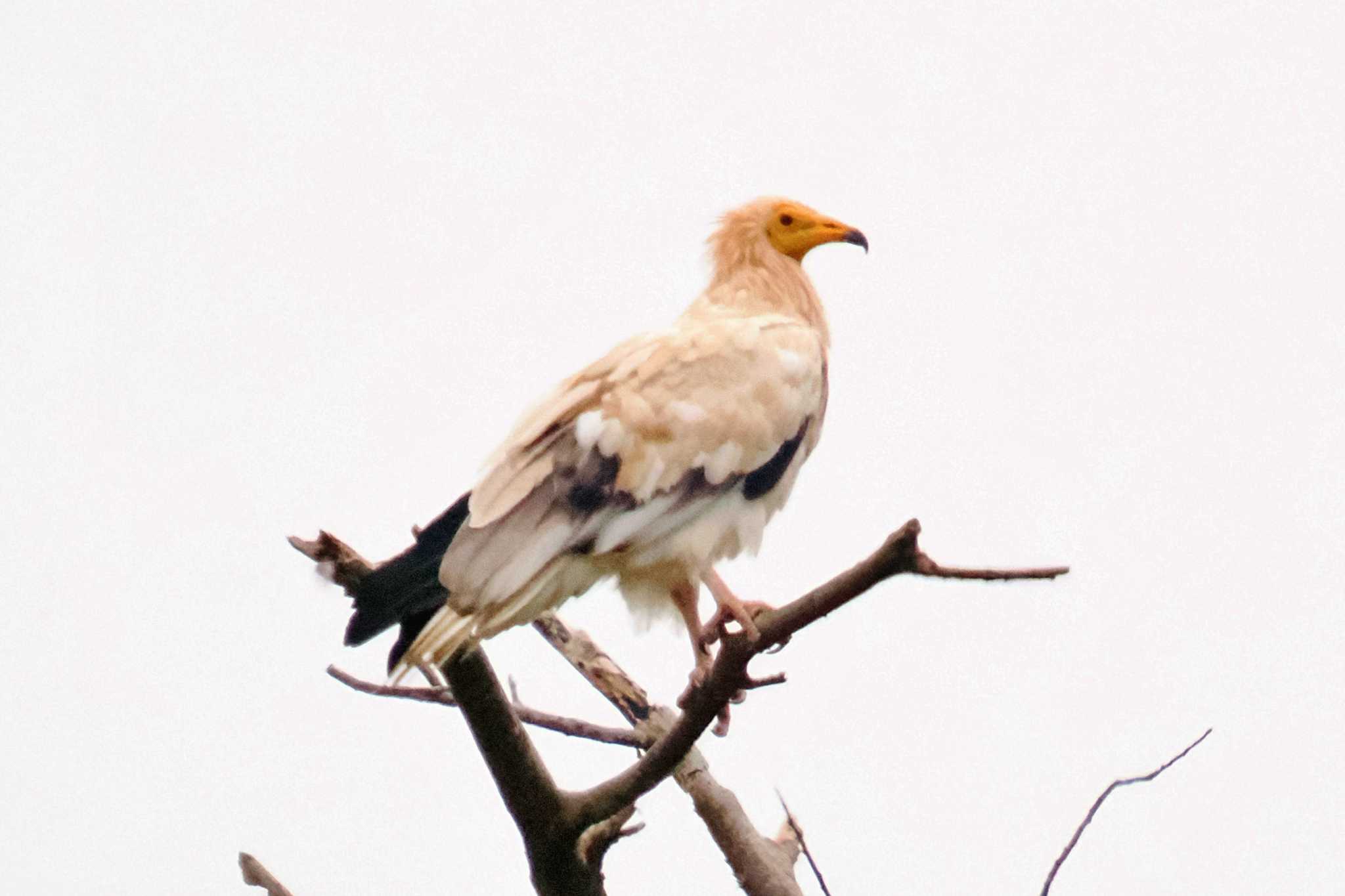 Photo of Egyptian Vulture at Amboseli National Park by 藤原奏冥