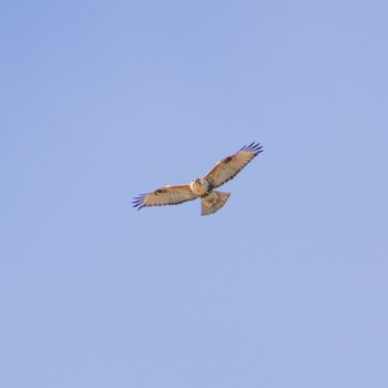 Eastern Buzzard 平筒沼(宮城県登米市) Mon, 1/8/2024