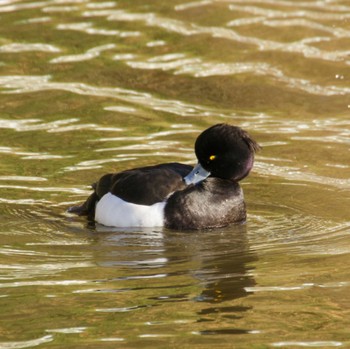 Tufted Duck 平筒沼(宮城県登米市) Mon, 1/8/2024