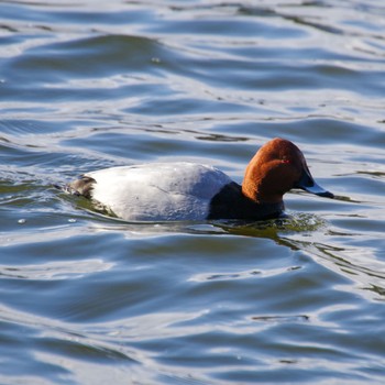 Common Pochard 平筒沼(宮城県登米市) Mon, 1/8/2024