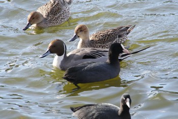 Northern Pintail 平筒沼(宮城県登米市) Mon, 1/8/2024