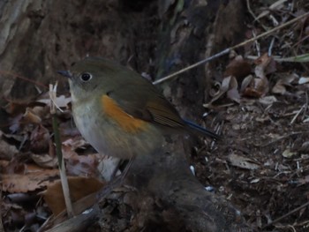 Red-flanked Bluetail Mine Park Mon, 1/1/2024