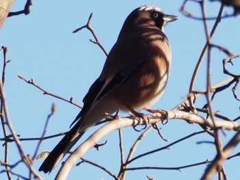 Eurasian Jay Mine Park Mon, 1/1/2024