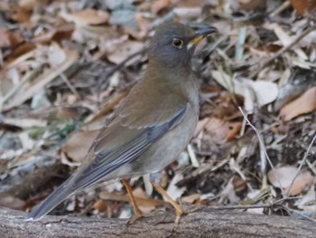 Pale Thrush Mine Park Mon, 1/1/2024