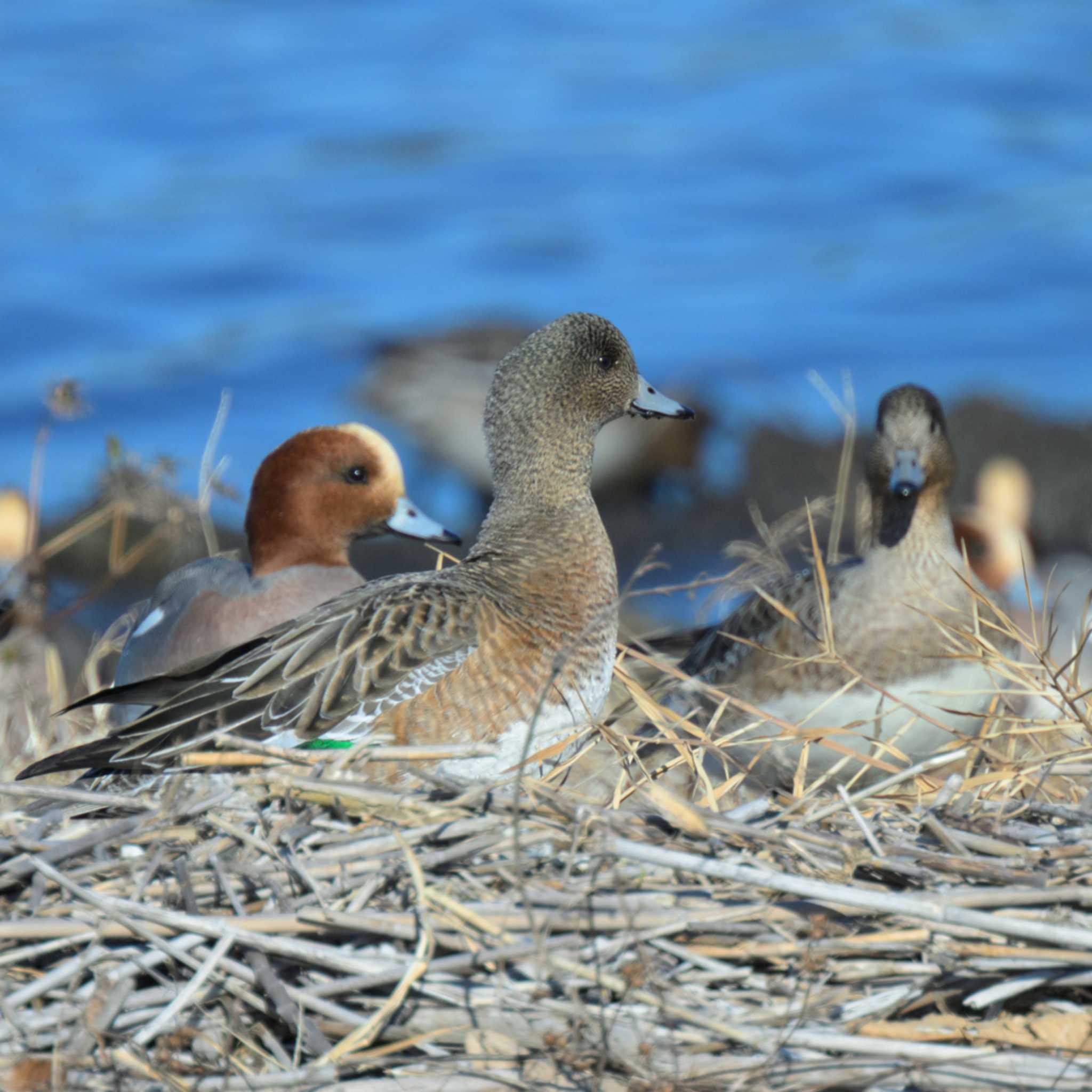 湖北野鳥センター ヒドリガモの写真 by K.AKIYAMA