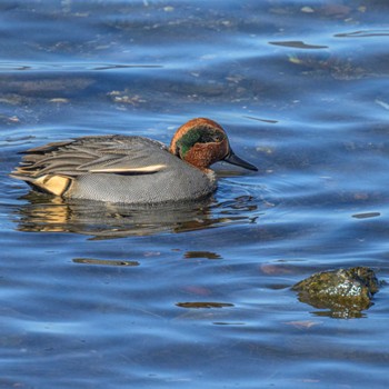 コガモ 湖北野鳥センター 2024年1月5日(金)