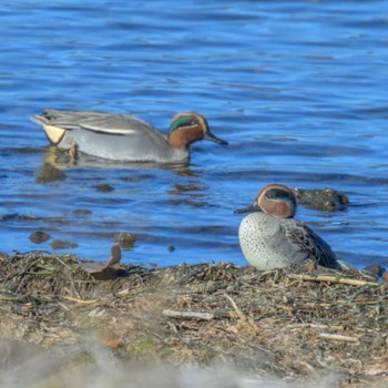 コガモ 湖北野鳥センター 2024年1月5日(金)