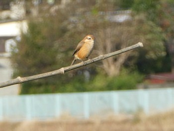 モズ 恩田川(高瀬橋付近) 2018年11月3日(土)