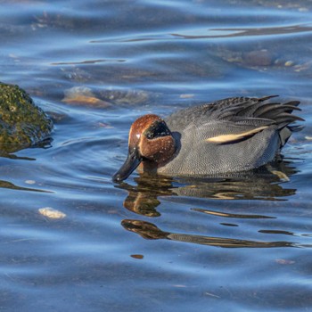 コガモ 湖北野鳥センター 2024年1月5日(金)