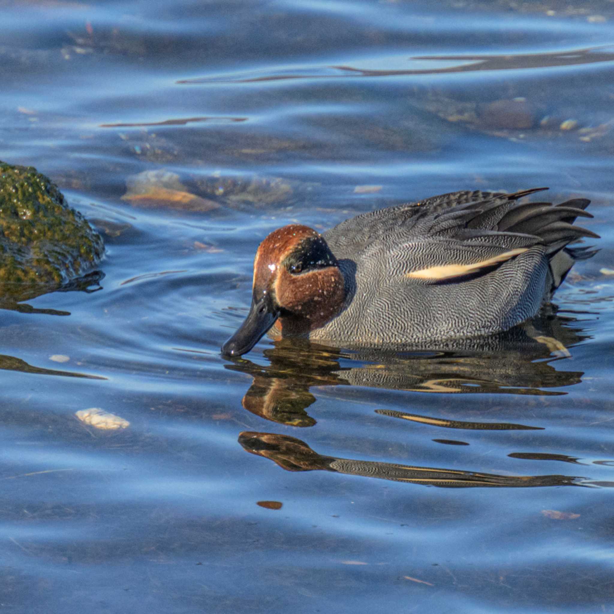 湖北野鳥センター コガモの写真 by K.AKIYAMA