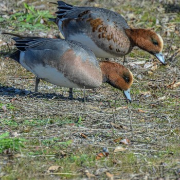 ヒドリガモ 湖北野鳥センター 2024年1月5日(金)