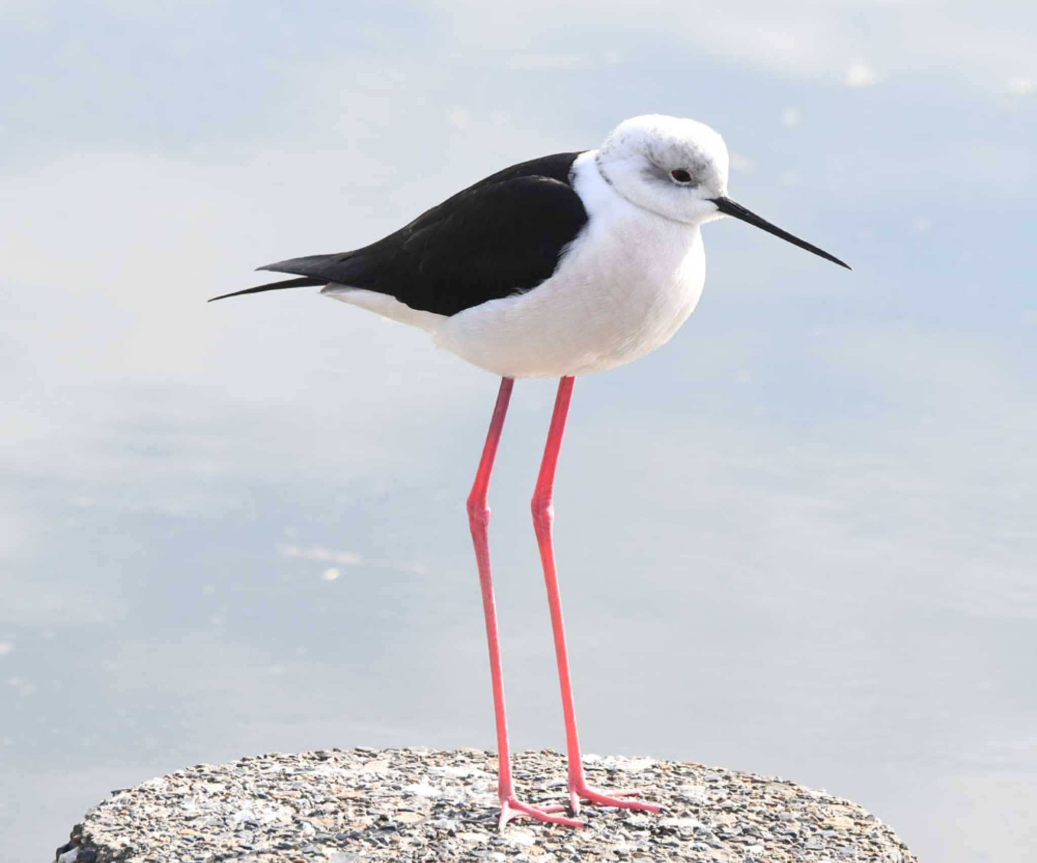 Photo of Black-winged Stilt at 六郷橋緑地 by TOM57