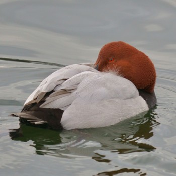 Common Pochard 大阪市 Mon, 1/8/2024