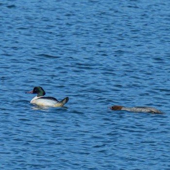 カワアイサ 湖北野鳥センター 2024年1月5日(金)